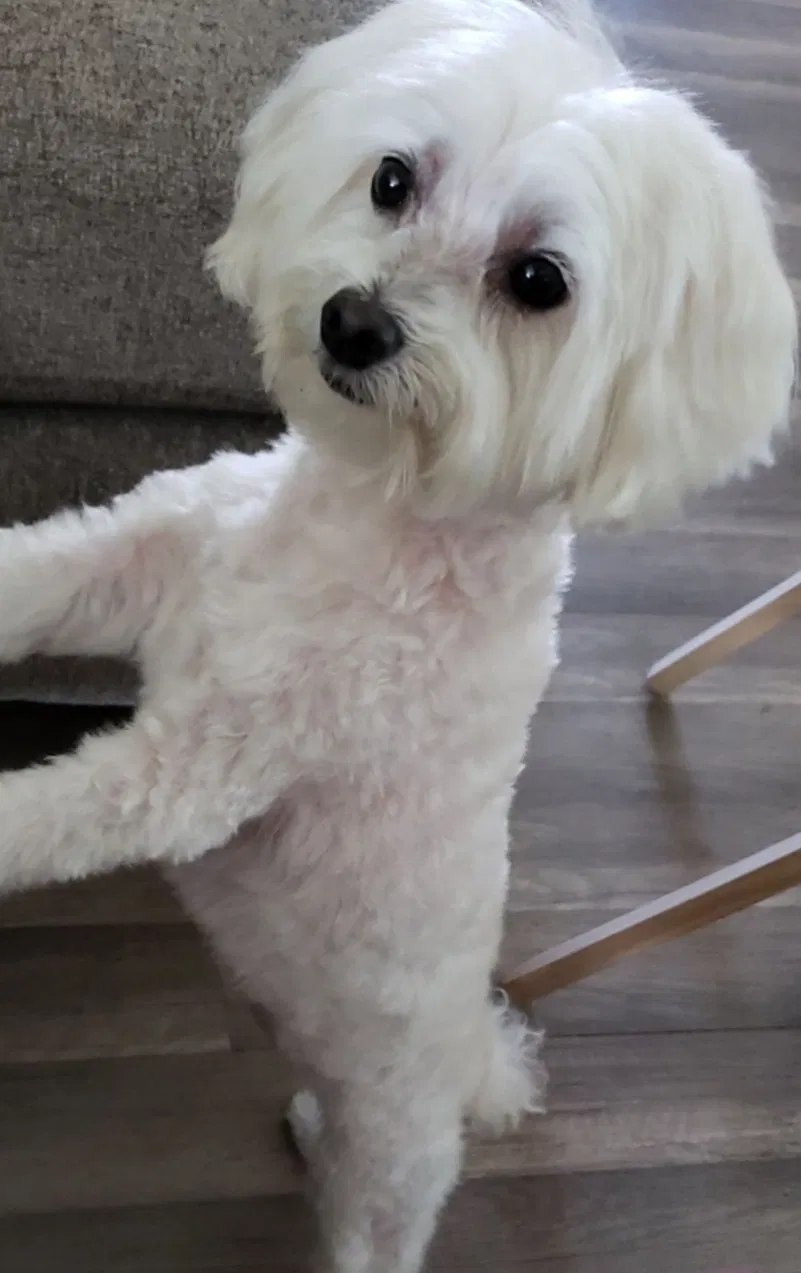 Lost dog in New Orleans, LA, 70126
