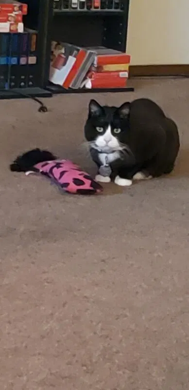 Lost cat in Saint Paul, MN, 55113