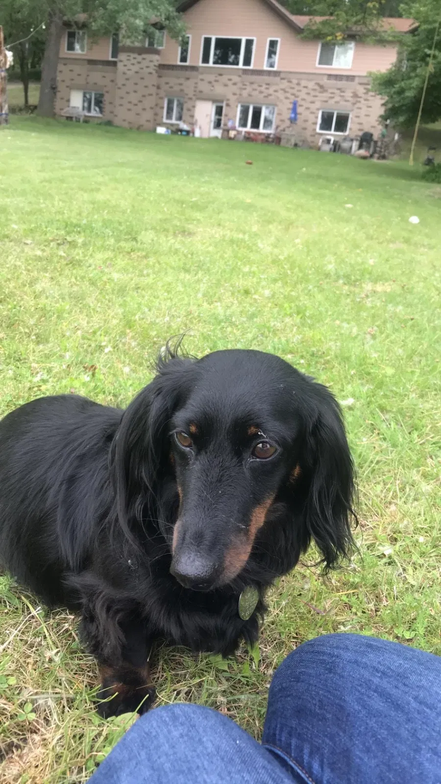 Lost dog in Burnsville, MN, 55306