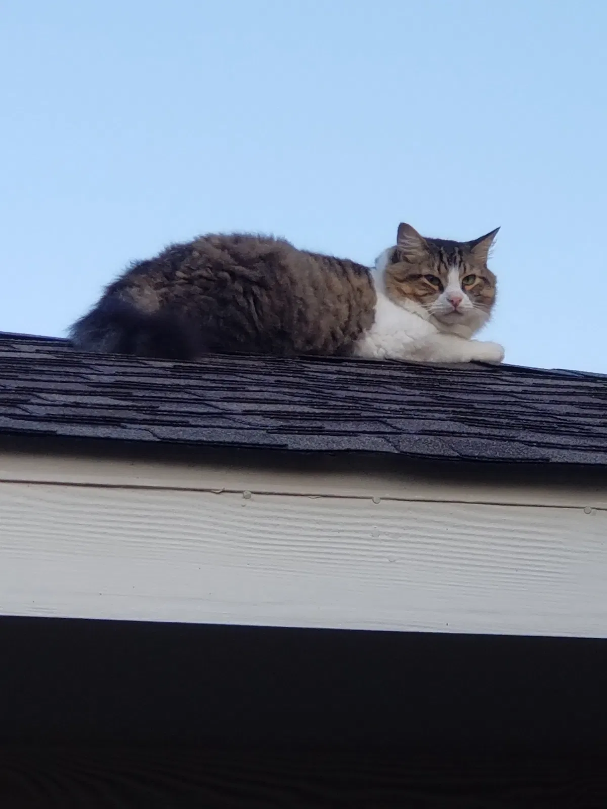 Lost cat in Houston, TX, 77065