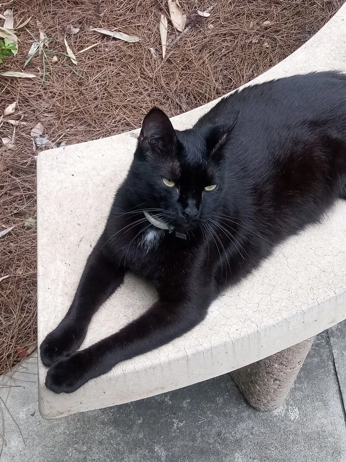Lost cat in New Orleans, LA, 70122