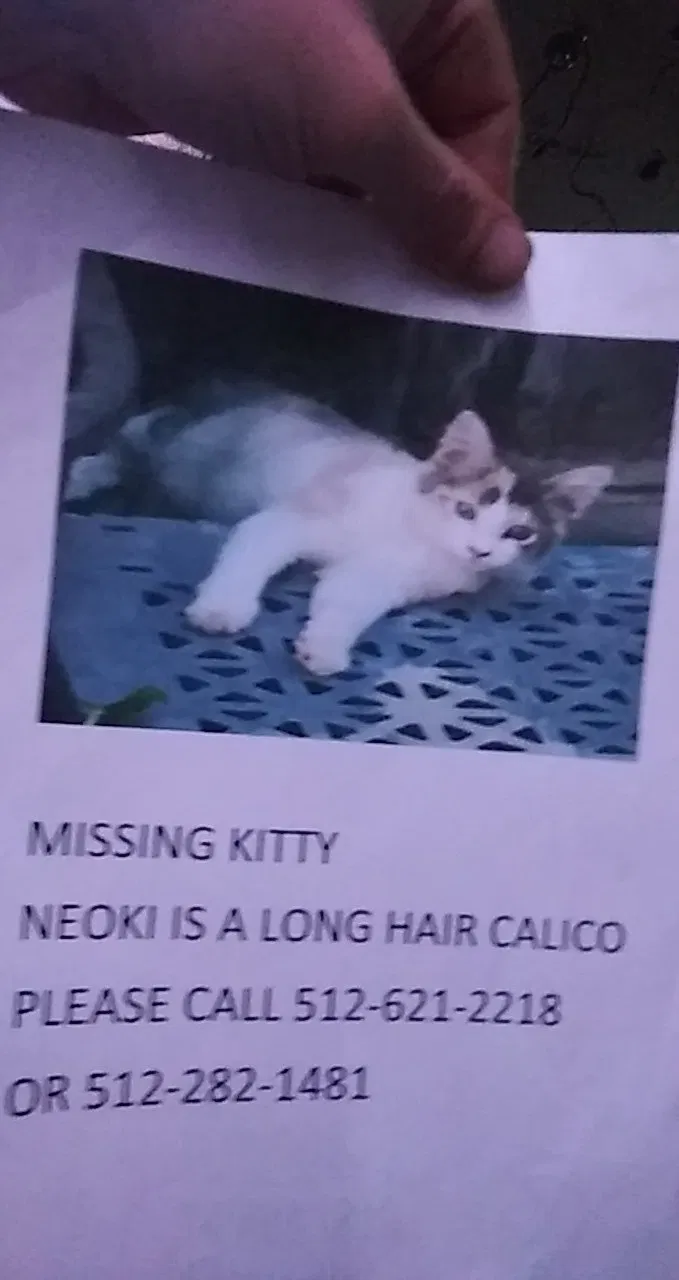 Lost cat in Austin, TX, 78744
