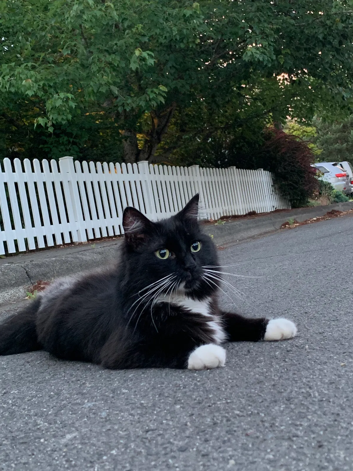 Lost cat in Beaverton, OR, 97006