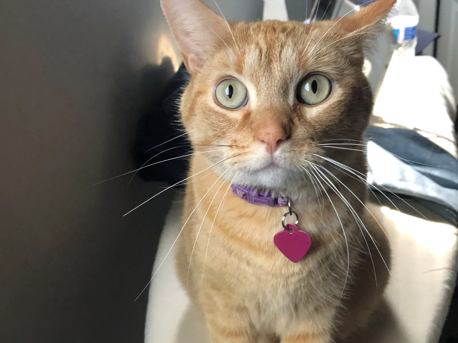 Lost cat in Mesa, AZ, 85202