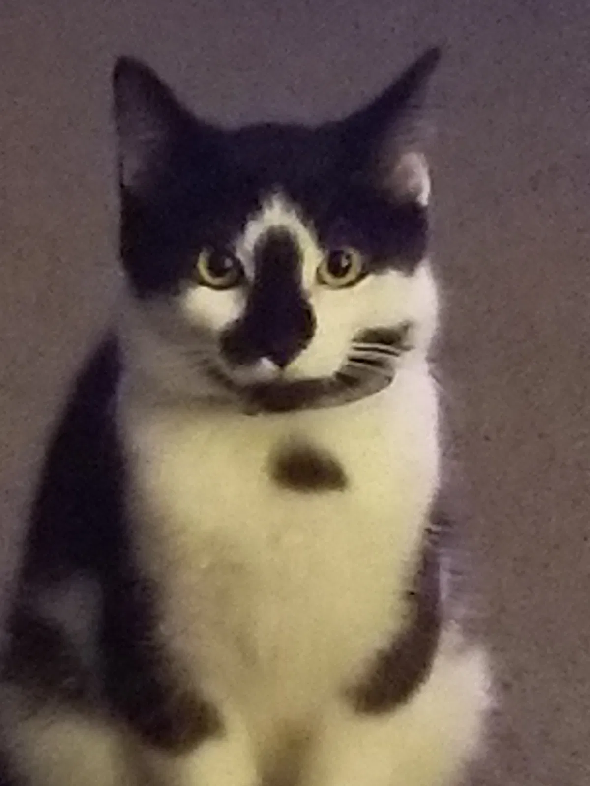 Lost cat in Brazil, IN, 47834