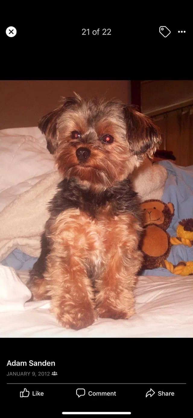 Lost dog in Mentor, OH, 44060
