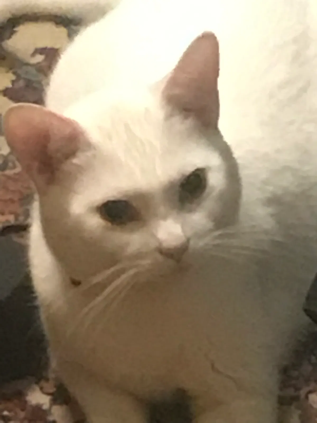 Lost cat in Livonia, MI, 48152
