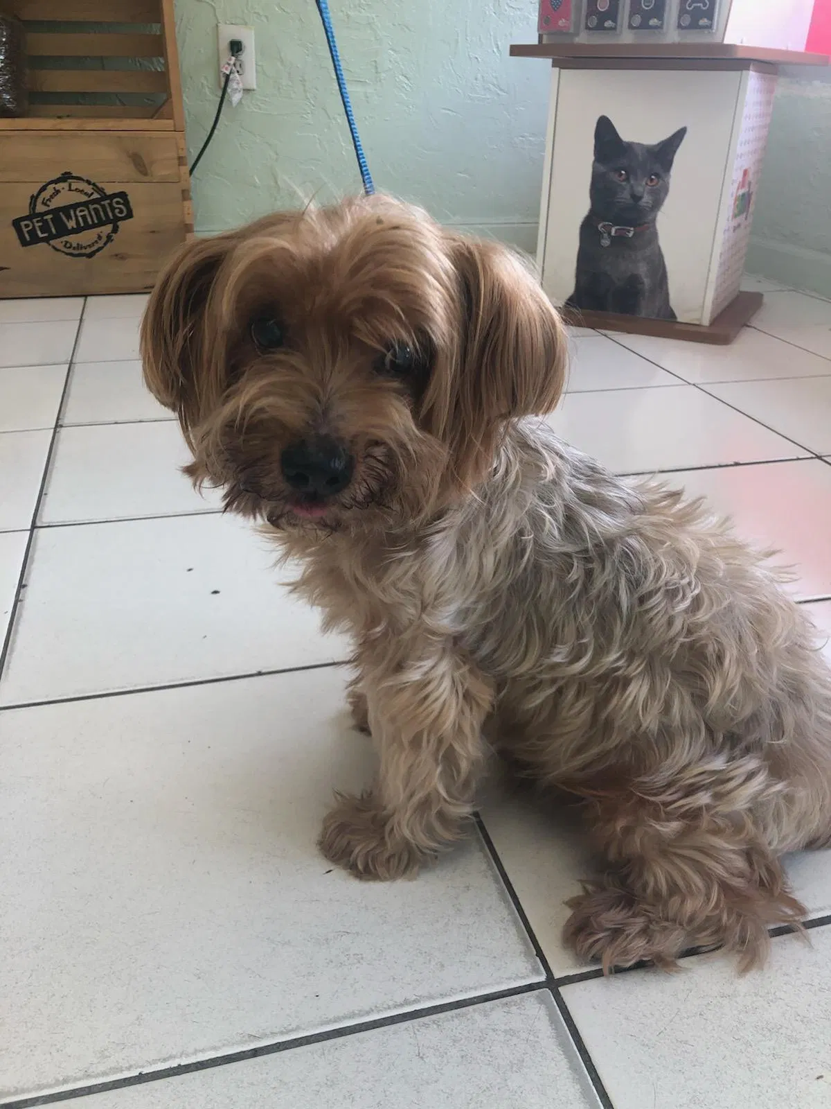 Lost dog in Miami, FL, 33145