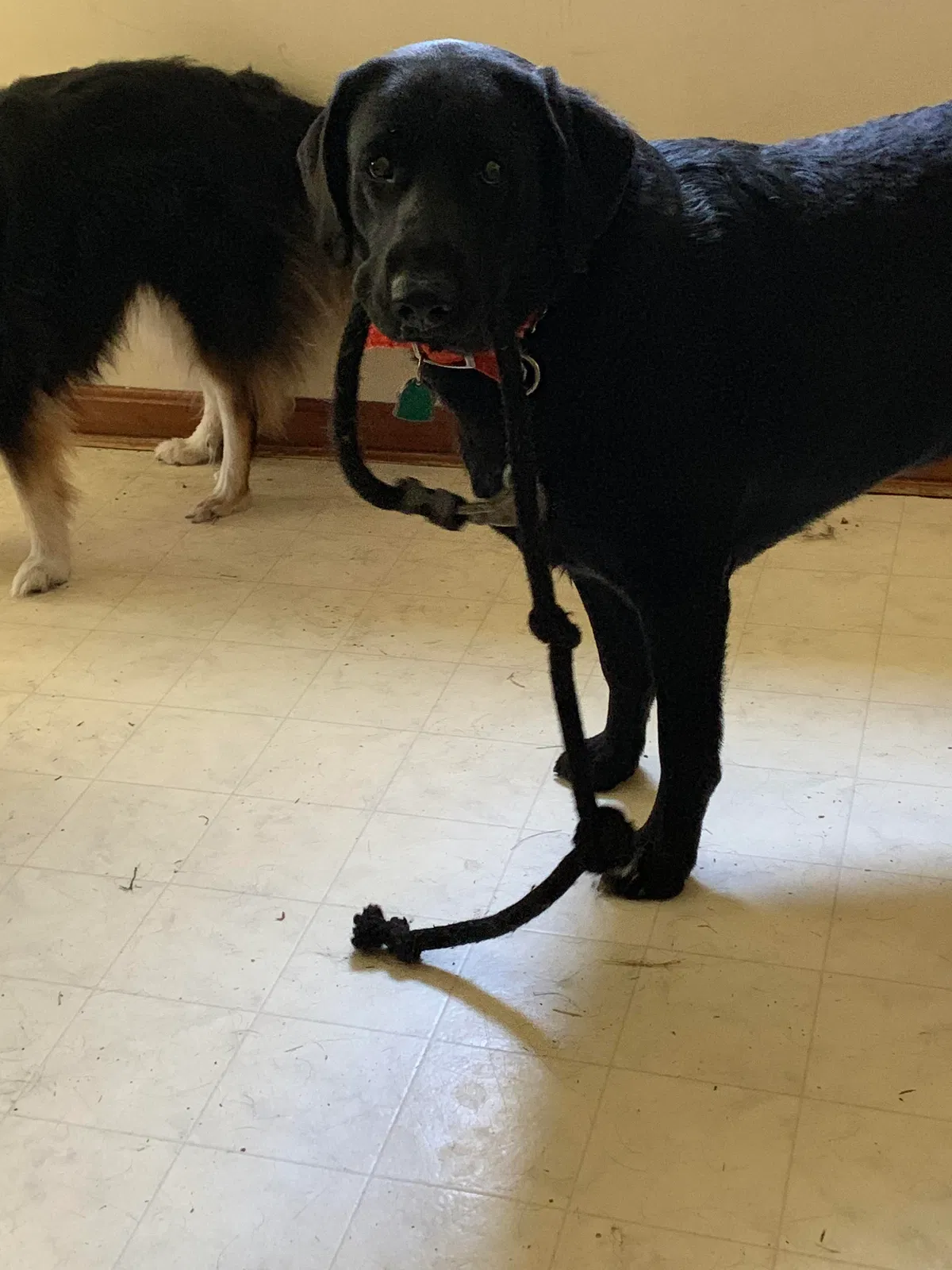 Lost dog in Madison, OH, 44057
