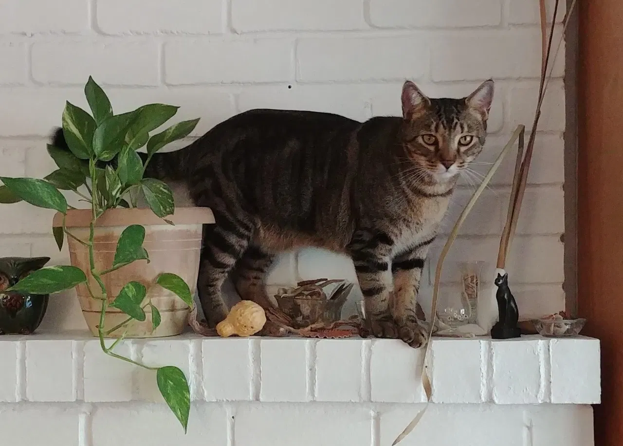 Lost cat in Clarkston, GA, 30021