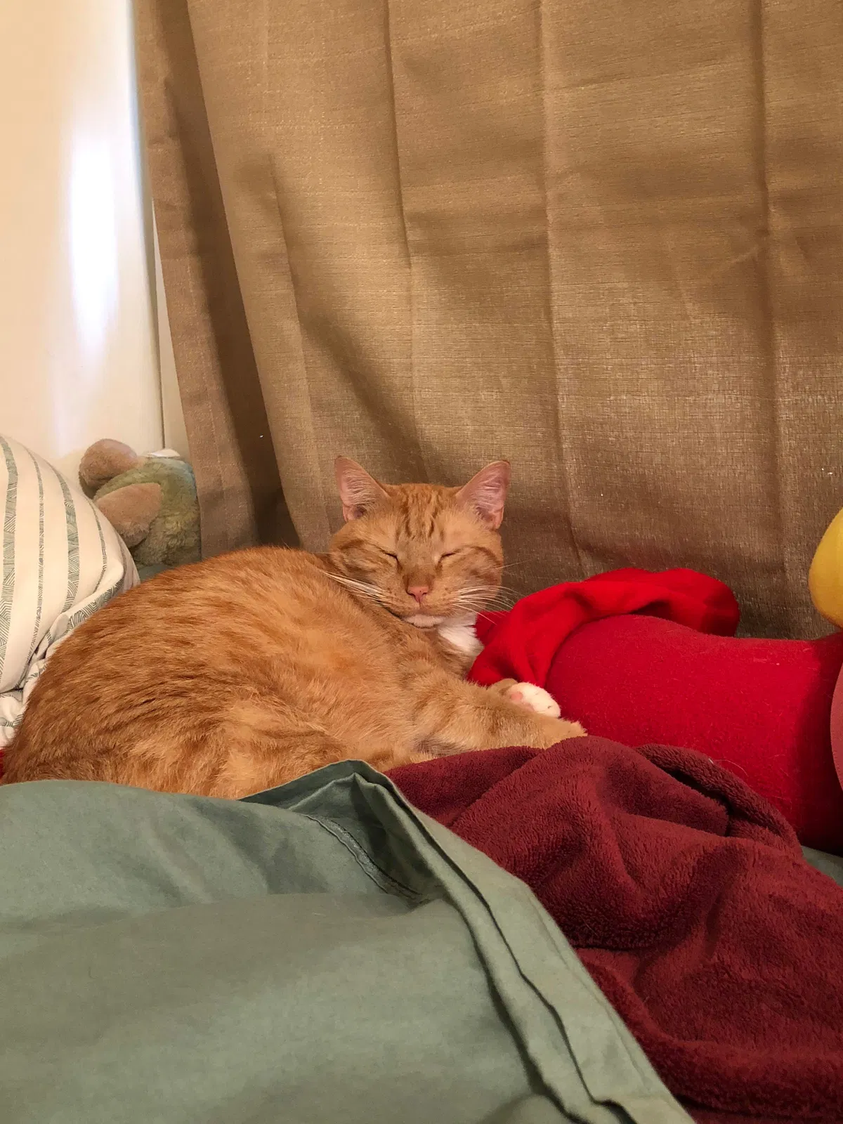 Lost cat in Hopewell, VA, 23860