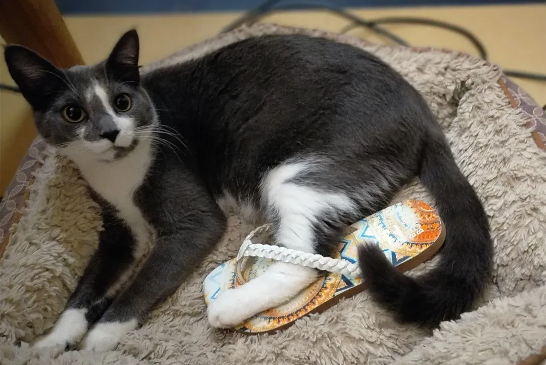 Lost cat in Kernersville, NC, 27284
