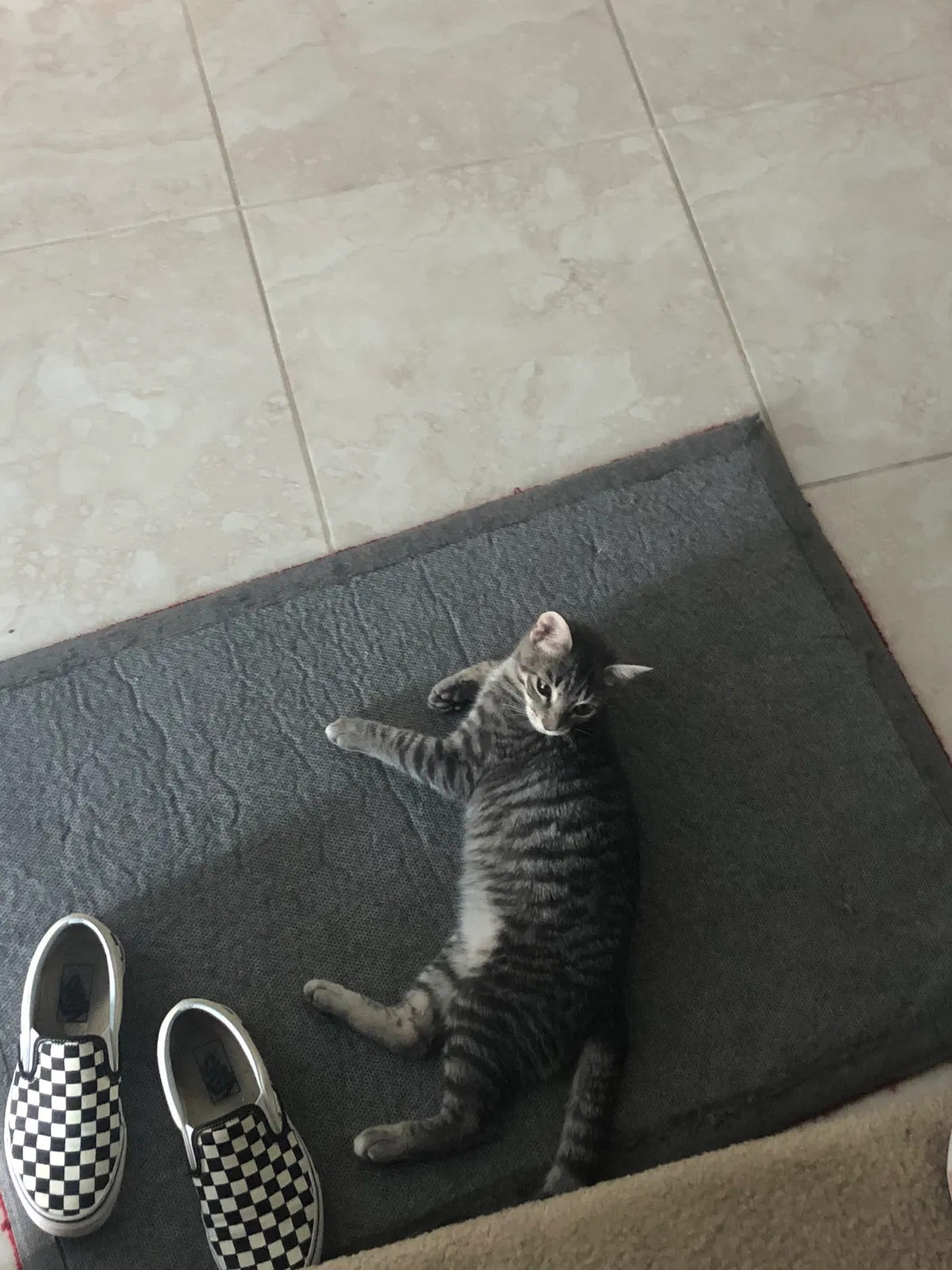 Lost cat in Kyle, TX, 78640