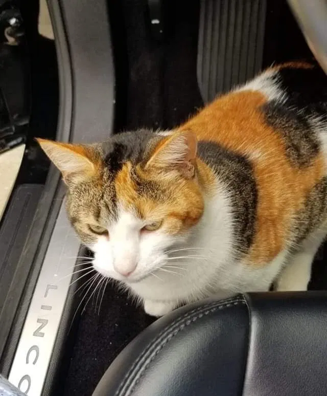 Lost cat in Steubenville, OH, 43953