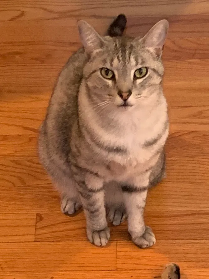 Lost cat in Lake Bluff, IL, 60044