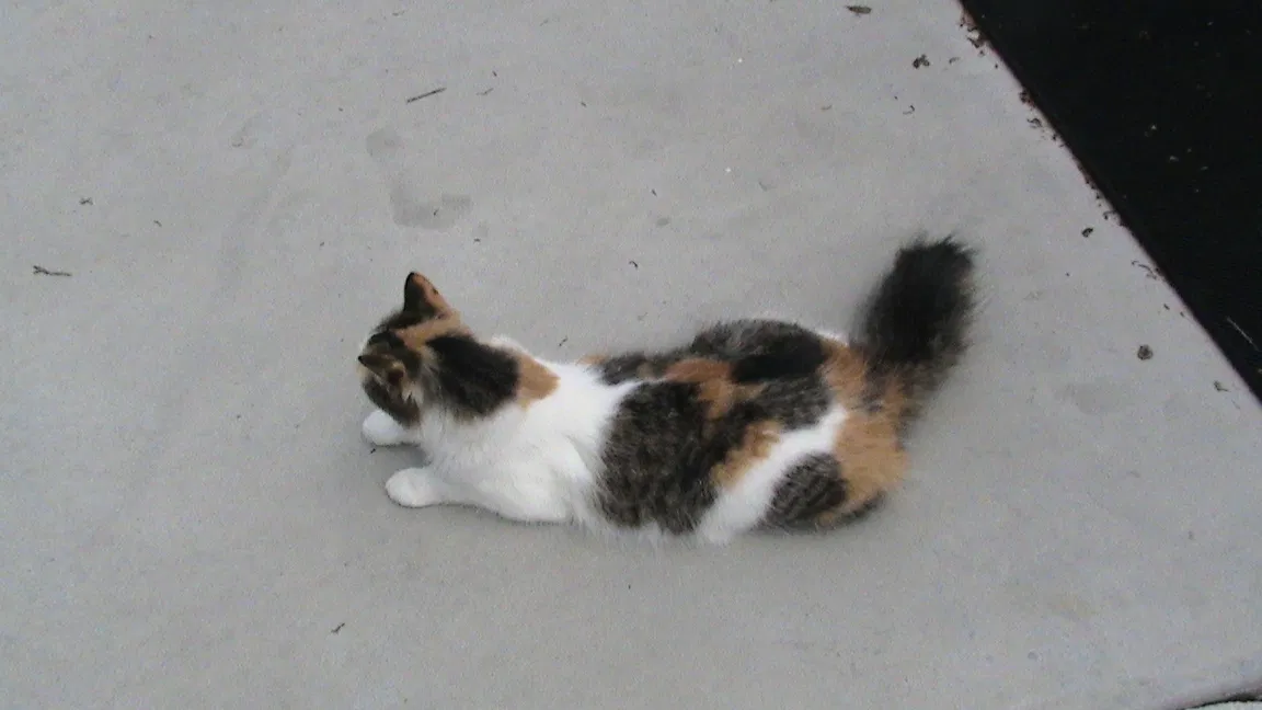Lost cat in Crystal River, FL, 34428