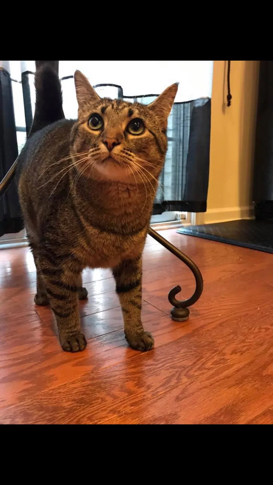 Lost cat in Mooresville, NC, 28117