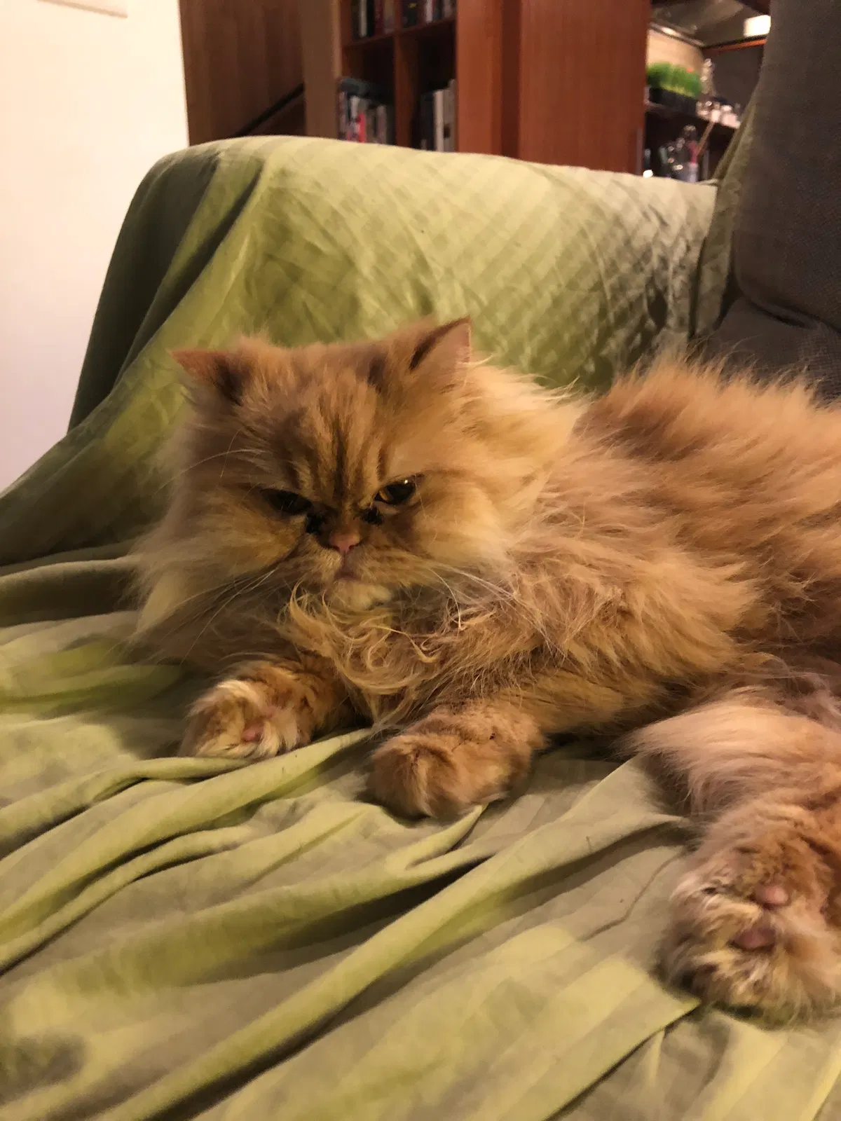Lost cat in Asheville, NC, 28804