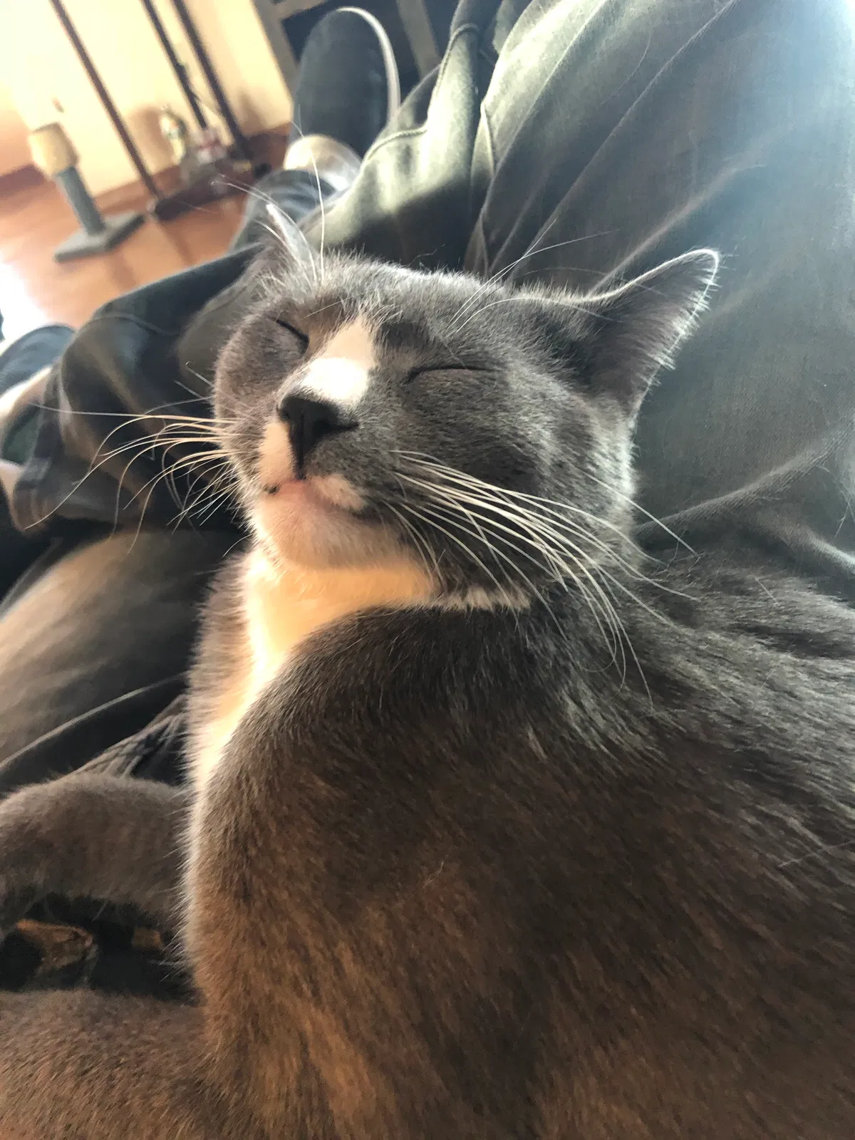Lost cat in Cottonwood, AZ, 86326