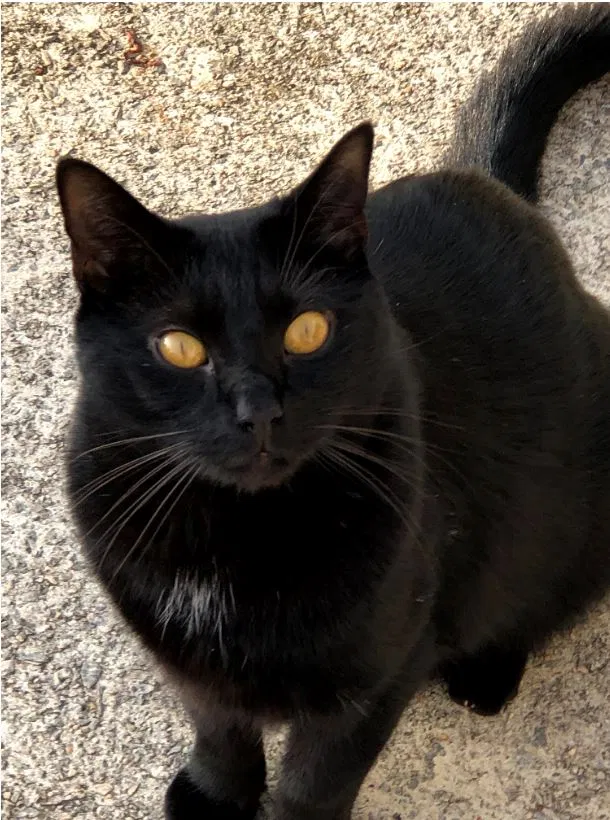 Lost cat in Alpharetta, GA, 30005