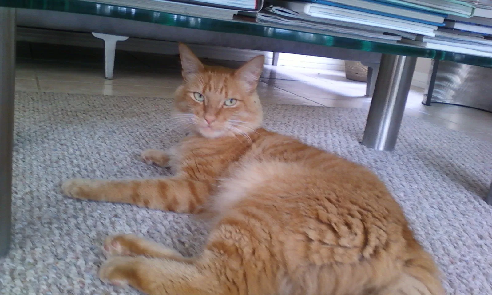 Lost cat in Laguna Niguel, CA, 92677