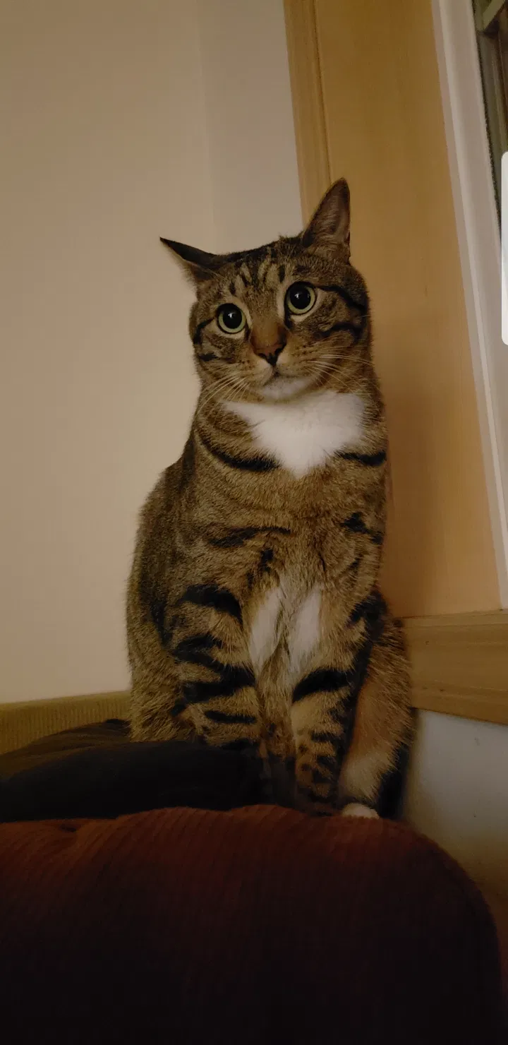 Lost cat in San Antonio, TX, 78247