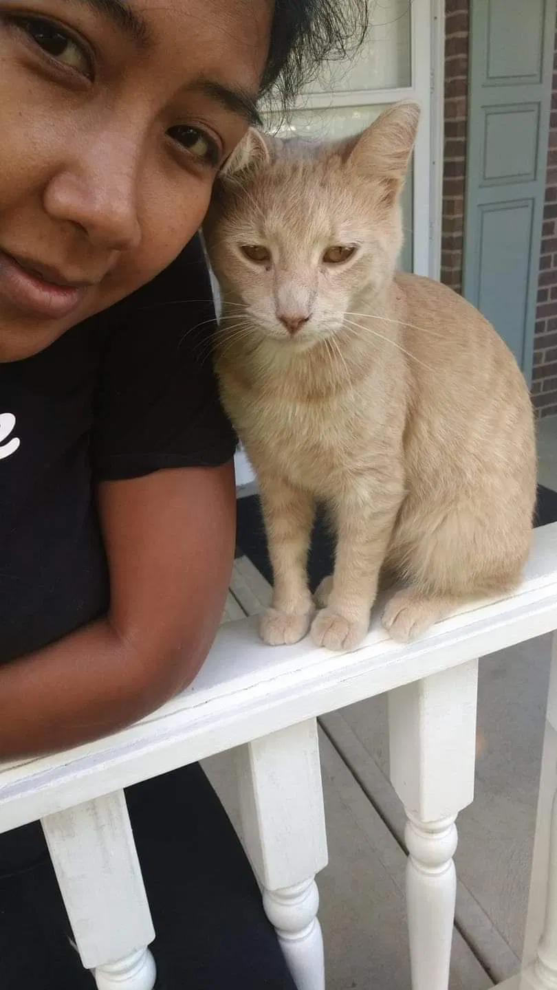 Lost cat in Cincinnati, OH, 45239