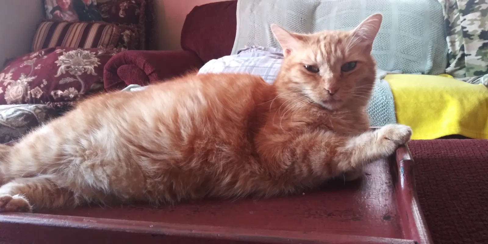 Lost cat in Lancaster, OH, 43130