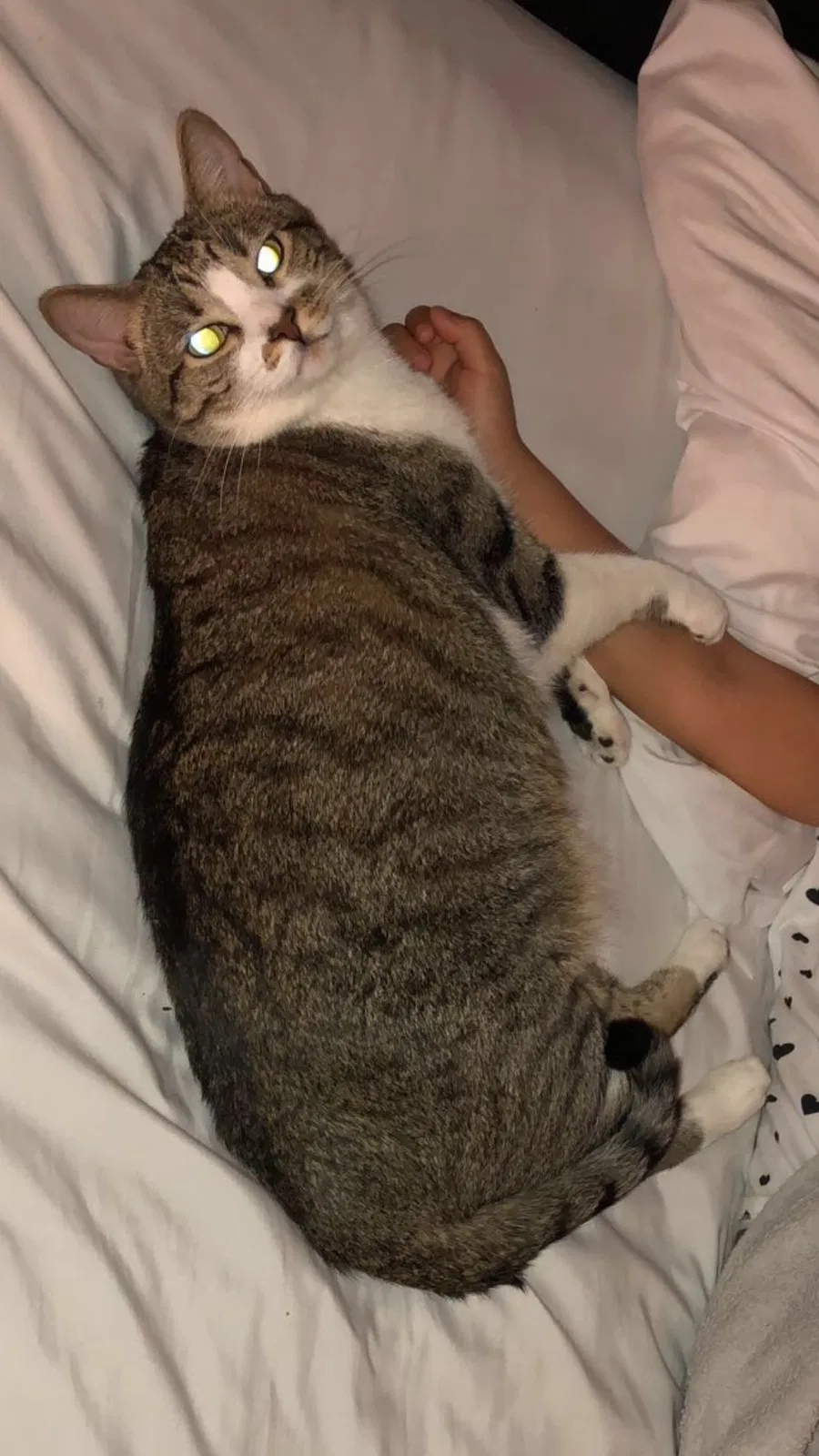 Lost cat in Trabuco Canyon, CA, 92679