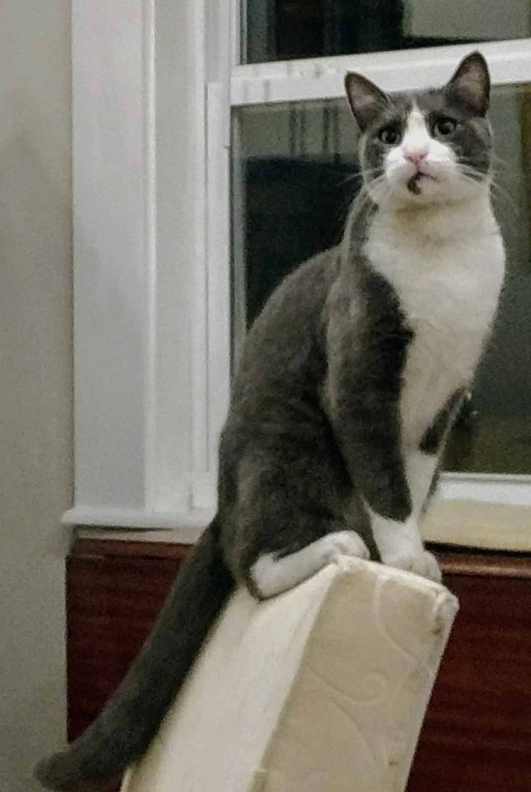 Lost cat in Bella Vista, AR, 72714
