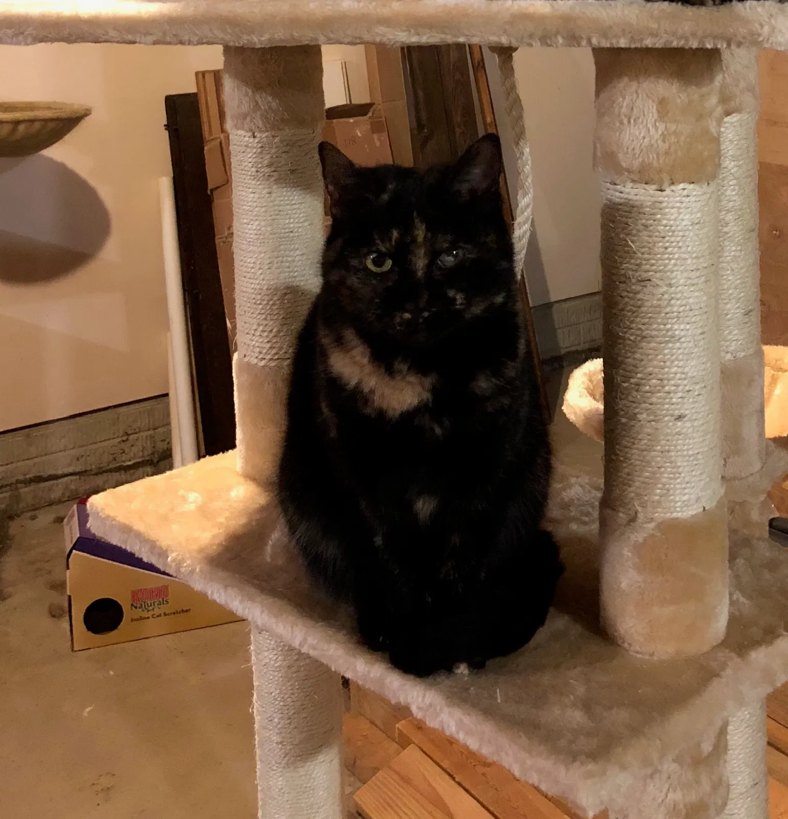 Lost cat in Hinckley, OH, 44233