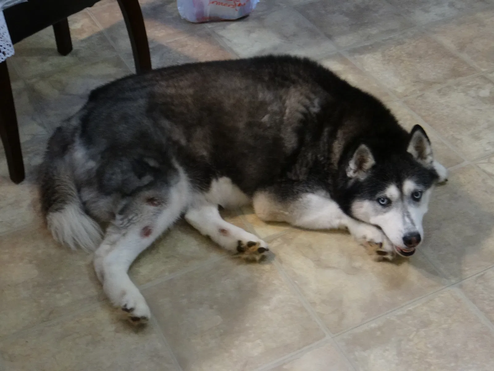 Lost dog in Lilburn, GA, 30047