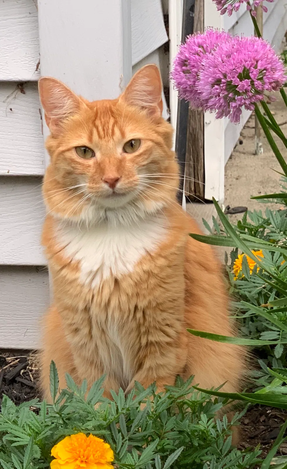 Lost cat in Allen, TX, 75002