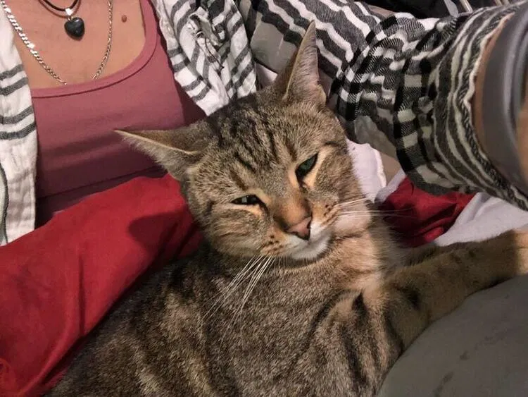 Lost cat in Athens, GA, 30607