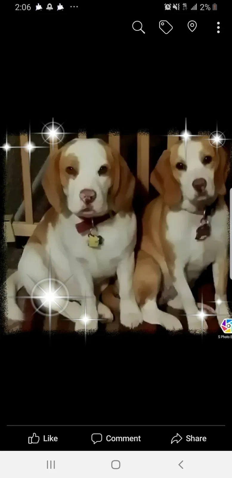 Lost dog in Amery, WI, 54001