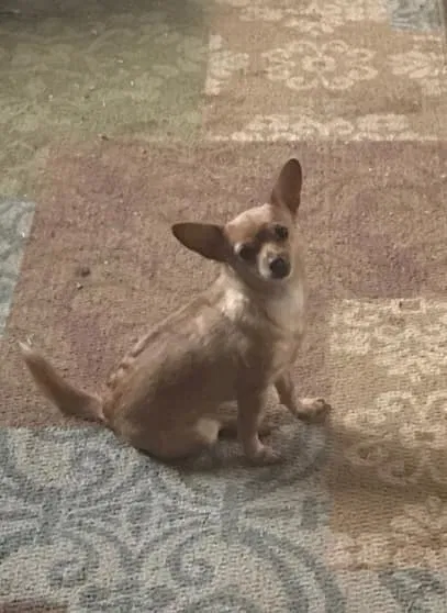 Lost dog in Locust Grove, GA, 30248