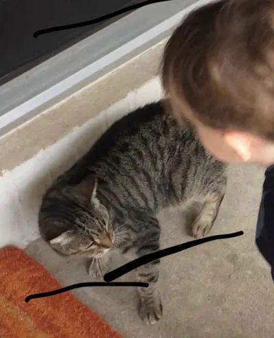 Lost cat in Jacksonville, FL, 32223