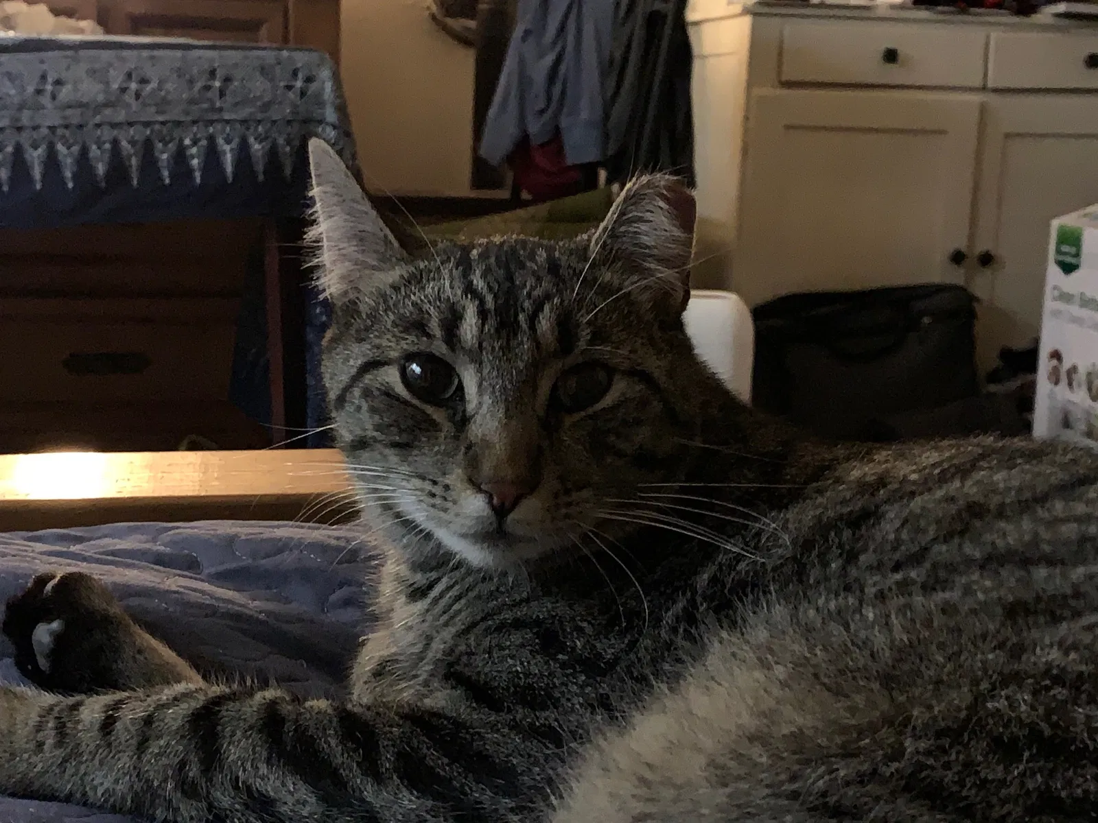 Lost cat in Berkeley, CA, 94705