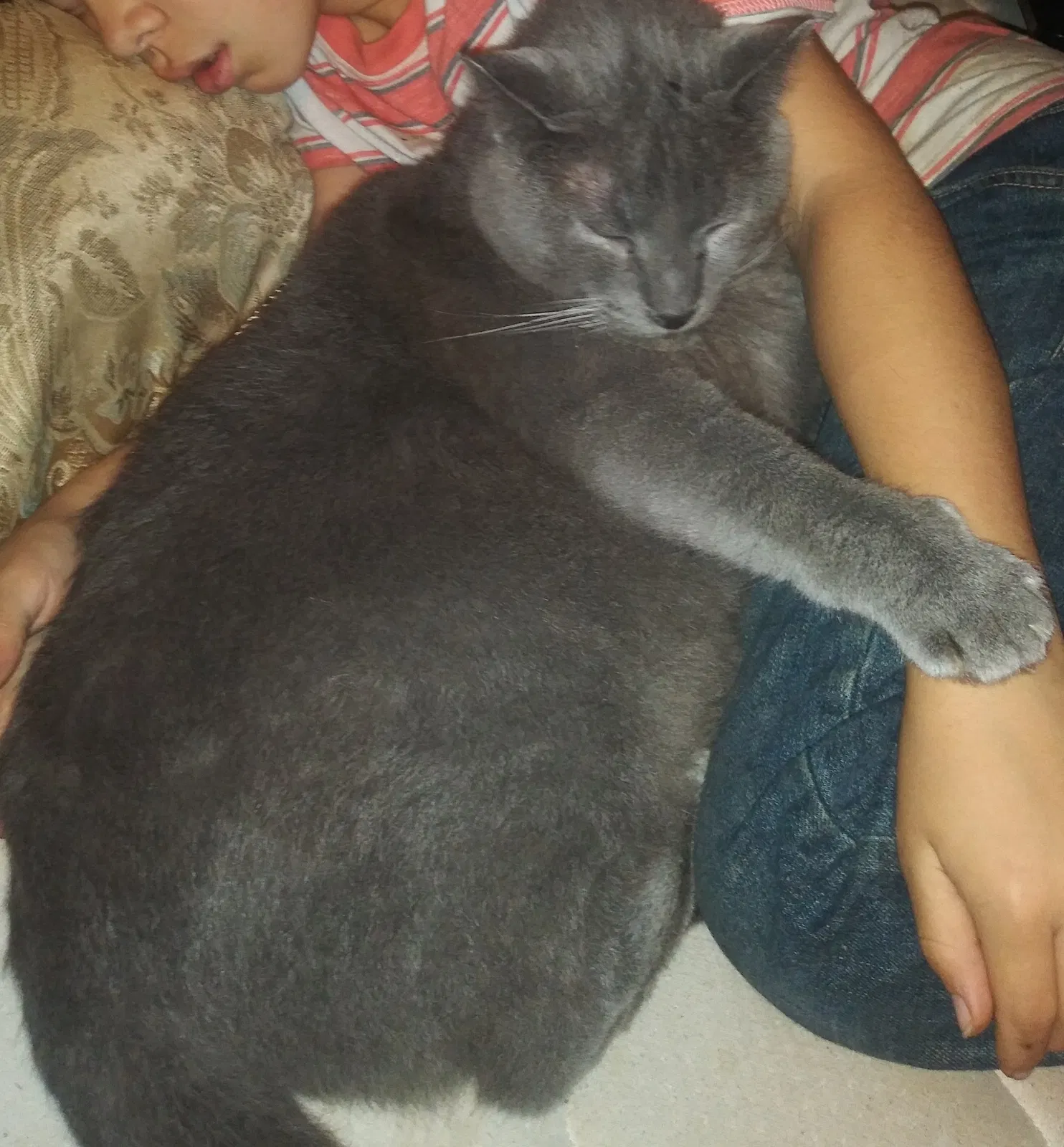 Lost cat in Milwaukee, WI, 53216