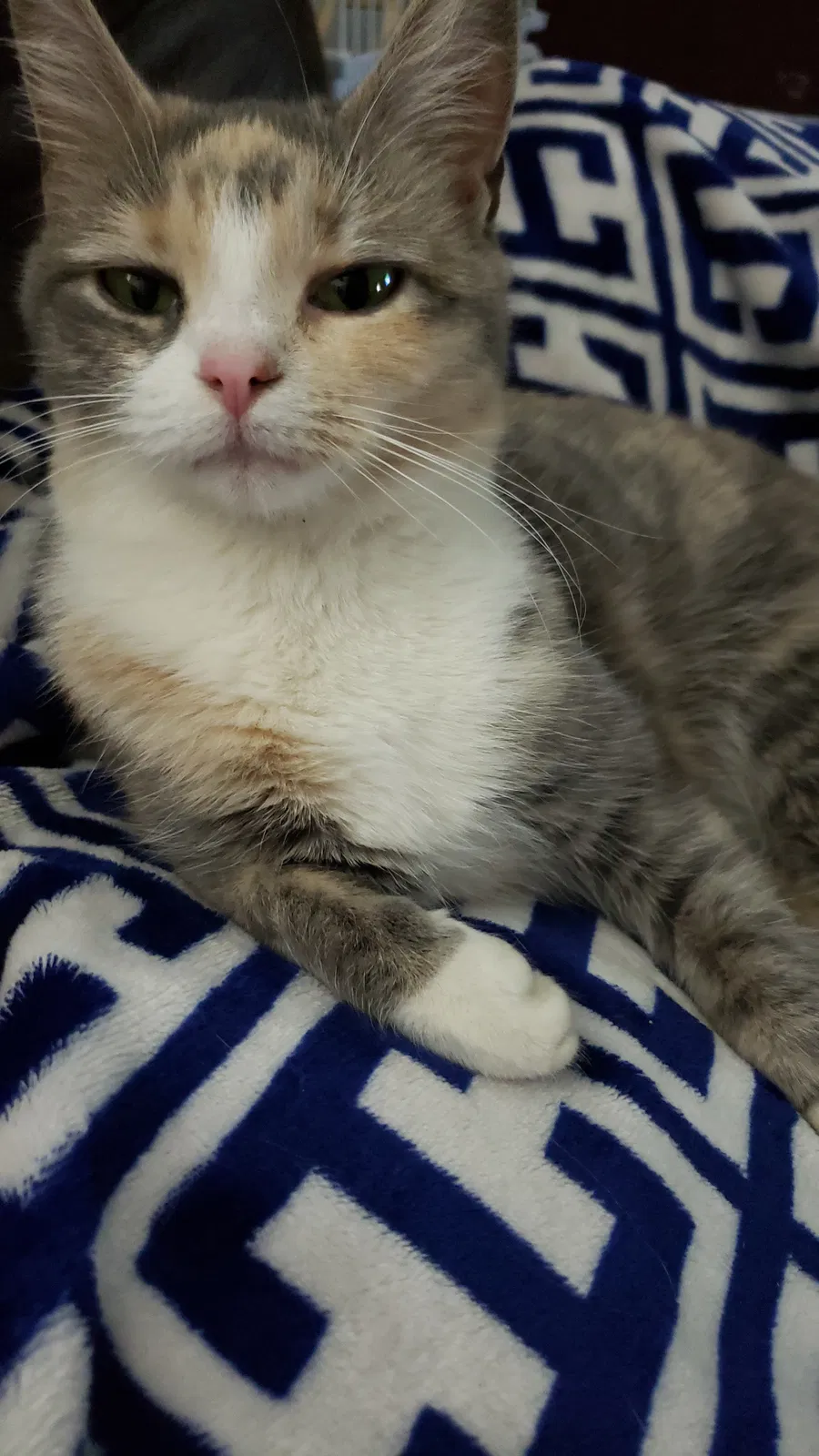 Lost cat in Houtzdale, PA, 16651