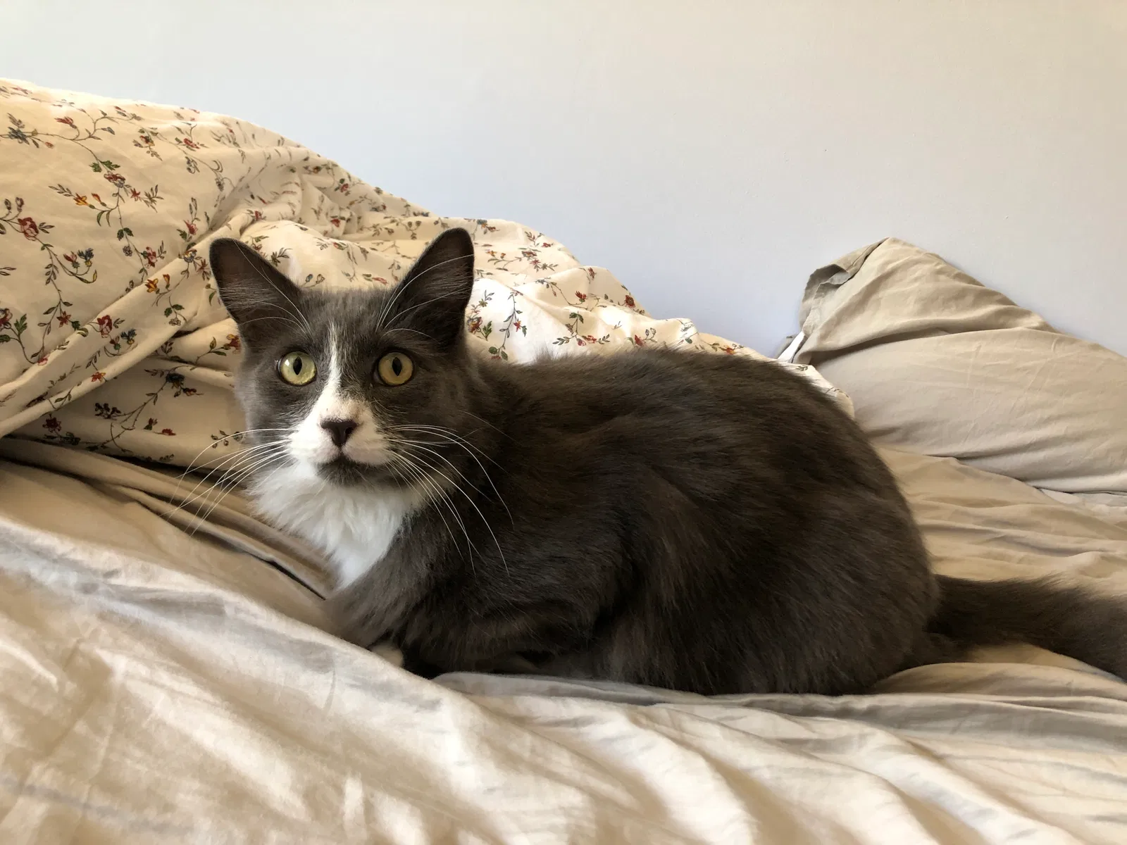 Lost cat in Roseville, CA, 95661