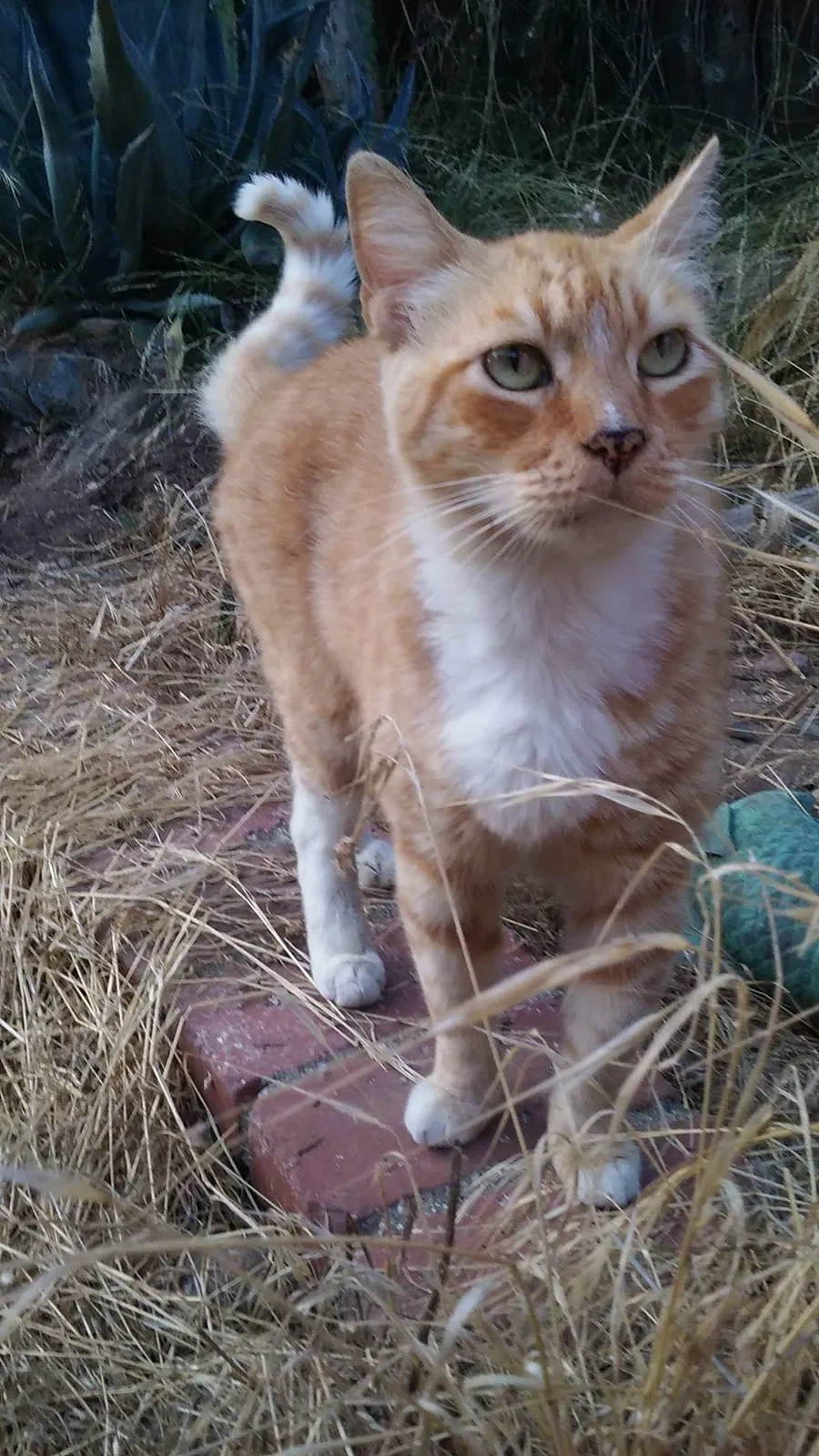 Lost cat in Escondido, CA, 92026