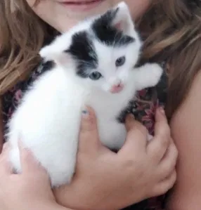 Lost cat in Cannelburg, IN, 47519