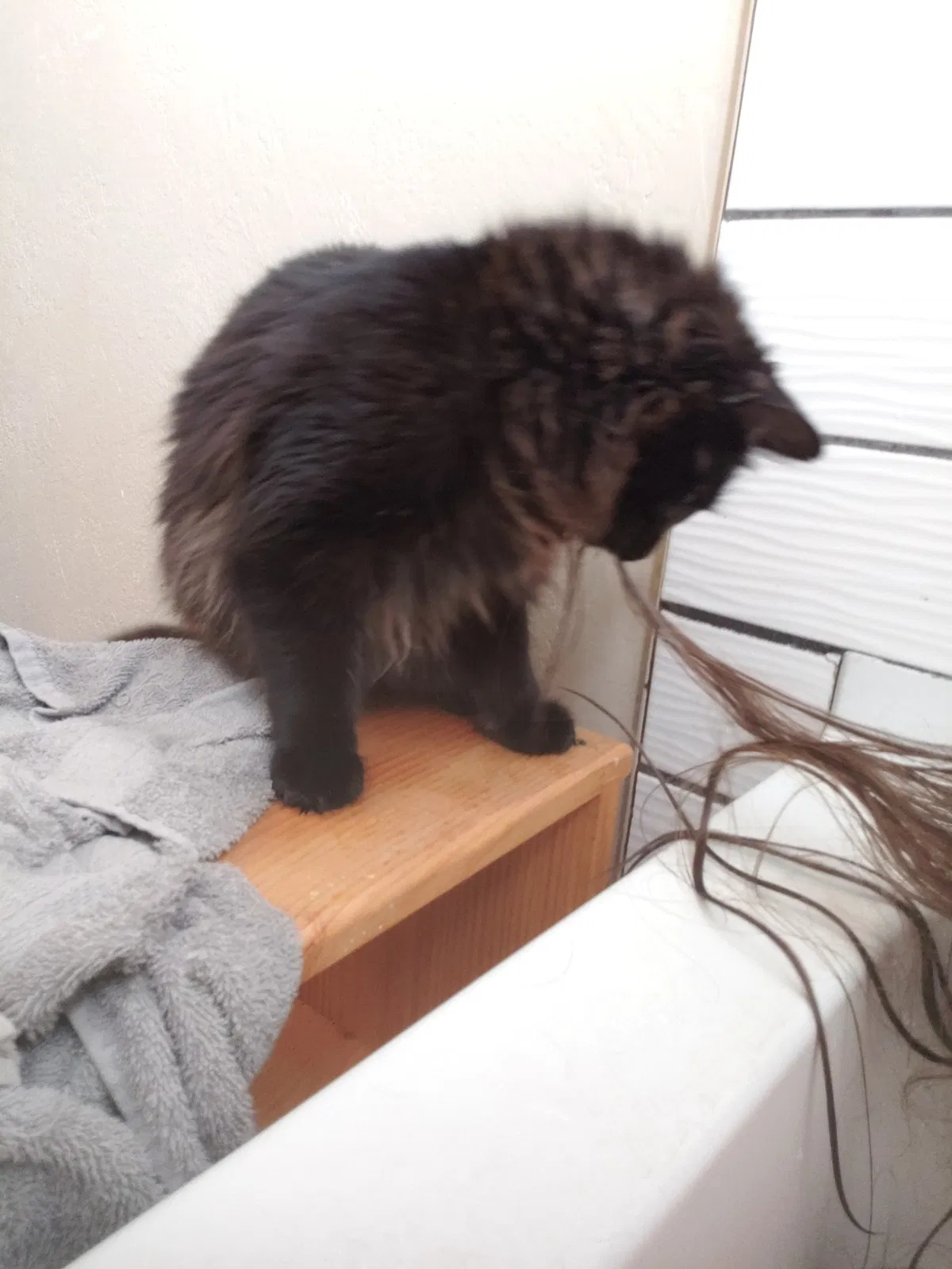 Lost cat in Olivehurst, CA, 95961