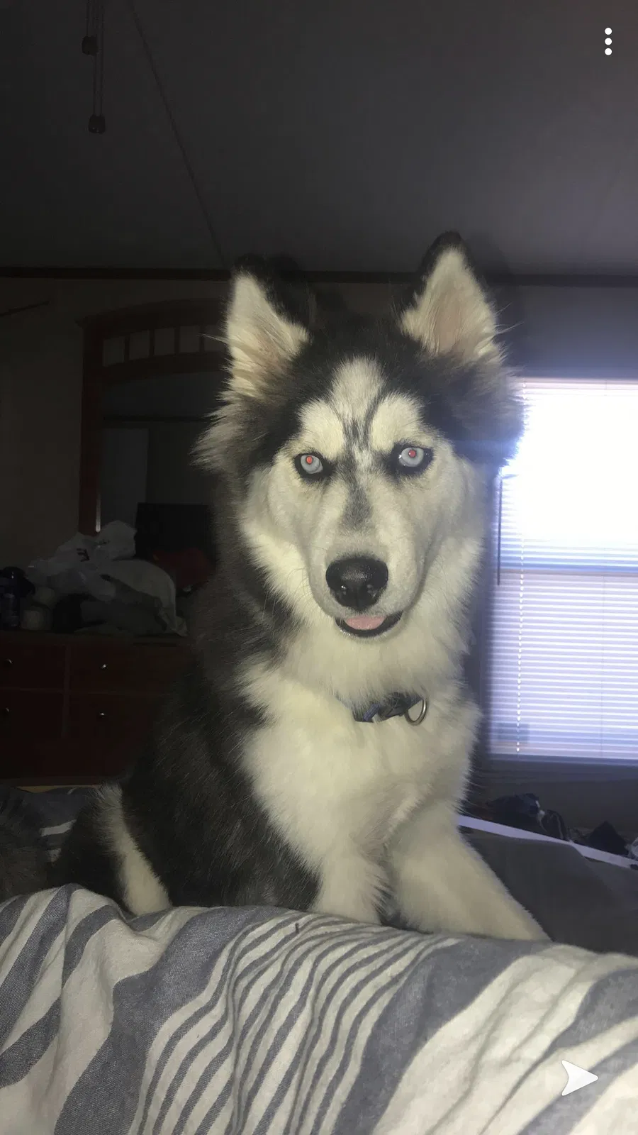 Lost dog in Chocowinity, NC, 27817