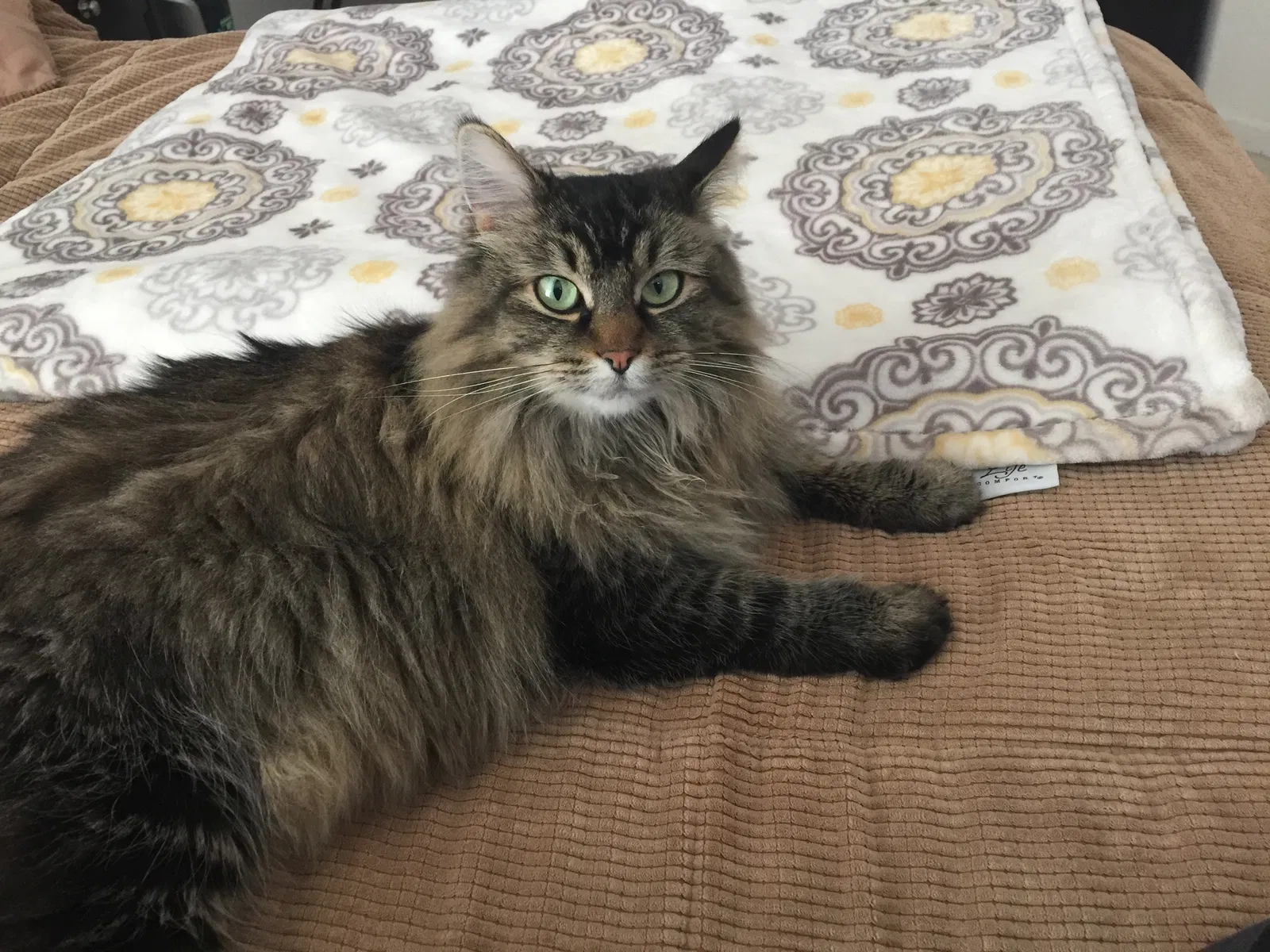 Lost cat in Aurora, CO, 80015