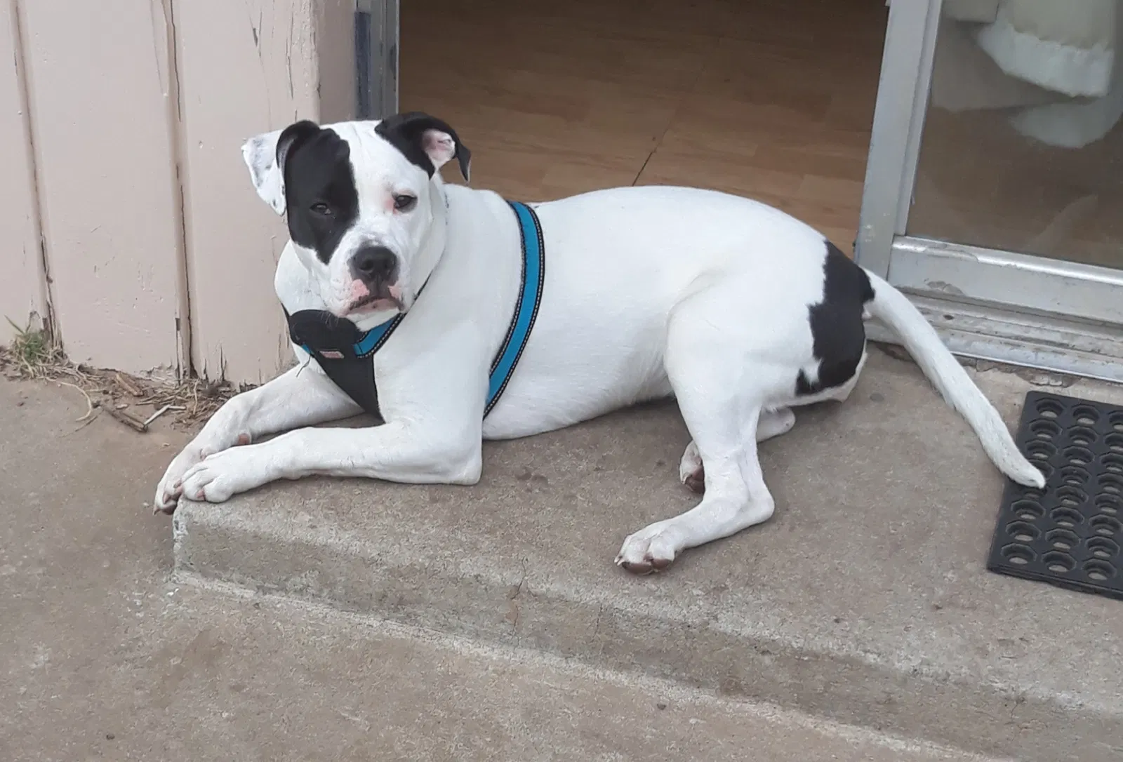 Lost dog in Oklahoma City, OK, 73112