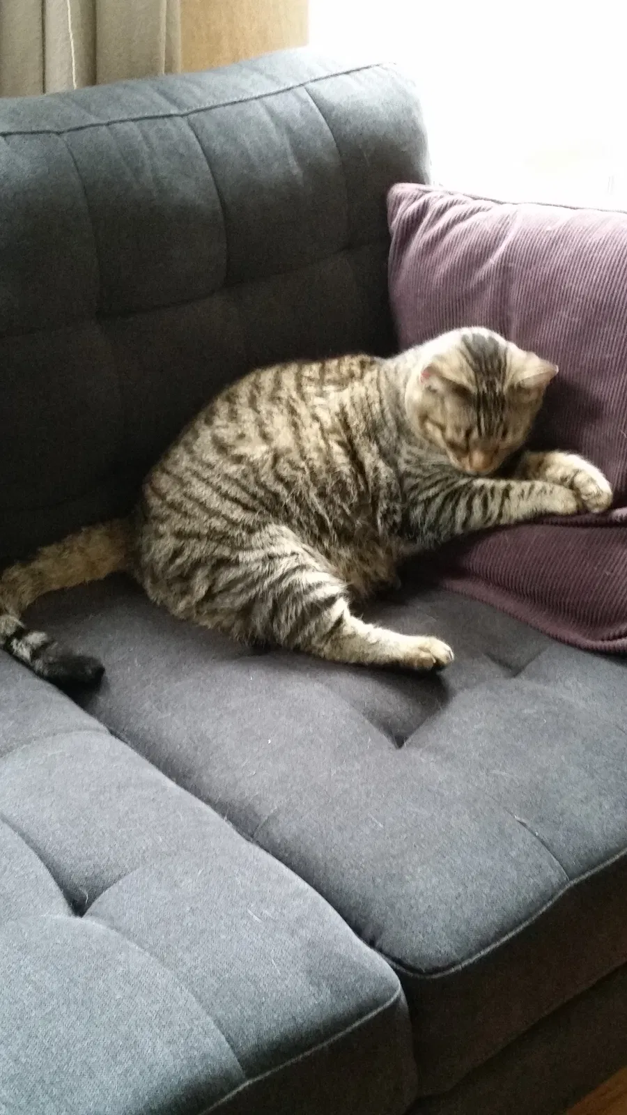 Lost cat in Bellevue, WA, 98007
