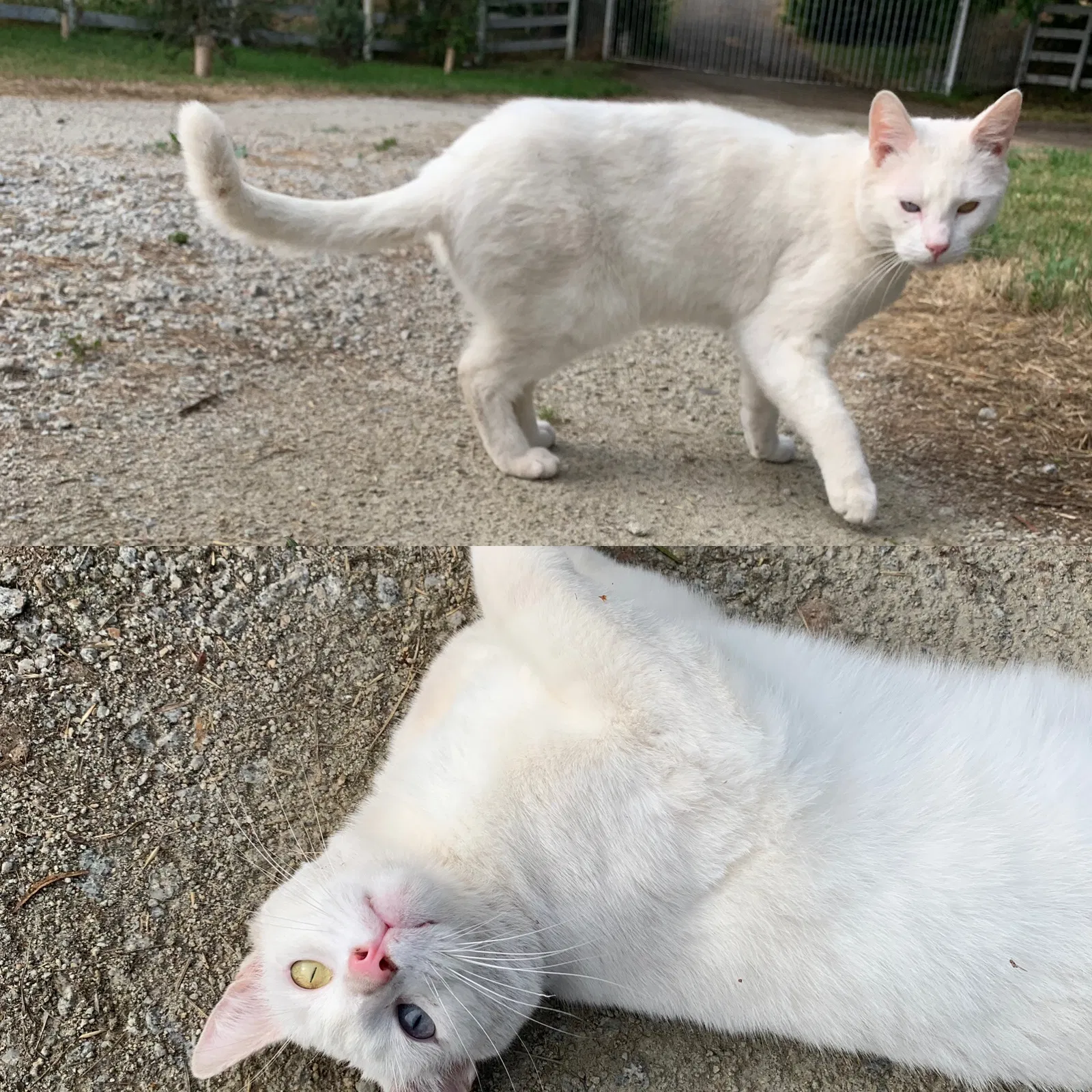 Lost cat in Arroyo Grande, CA, 93420