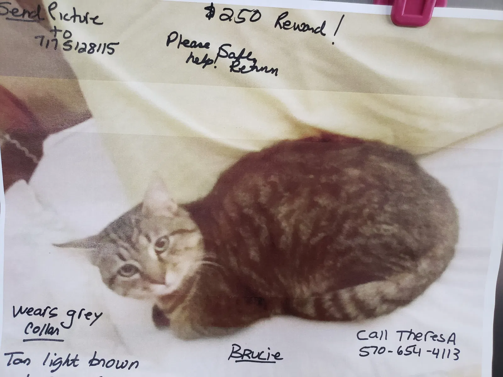 Lost cat in Pittston, PA, 18640